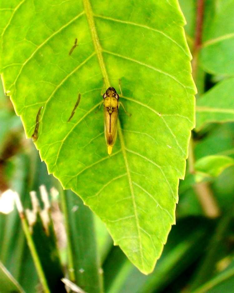 How to get rid of leafhoppers