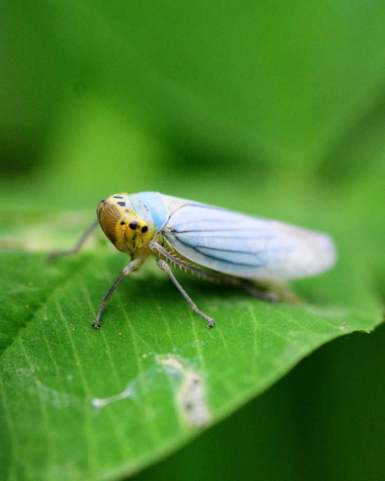 How to get rid of leafhoppers