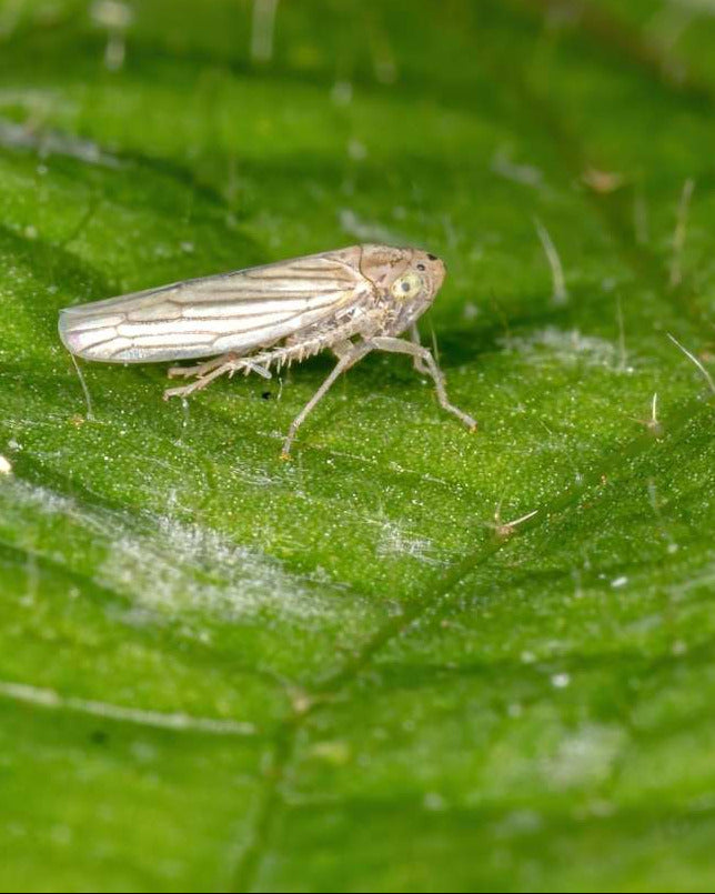 How to get rid of leafhoppers