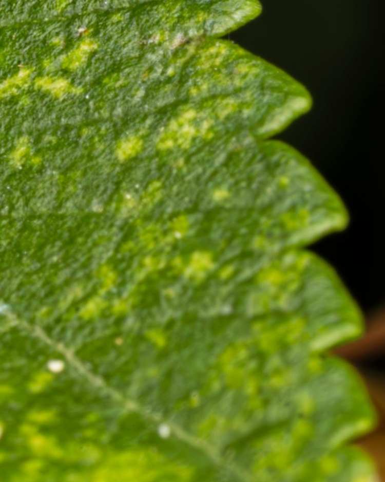 How to get rid of leafhoppers