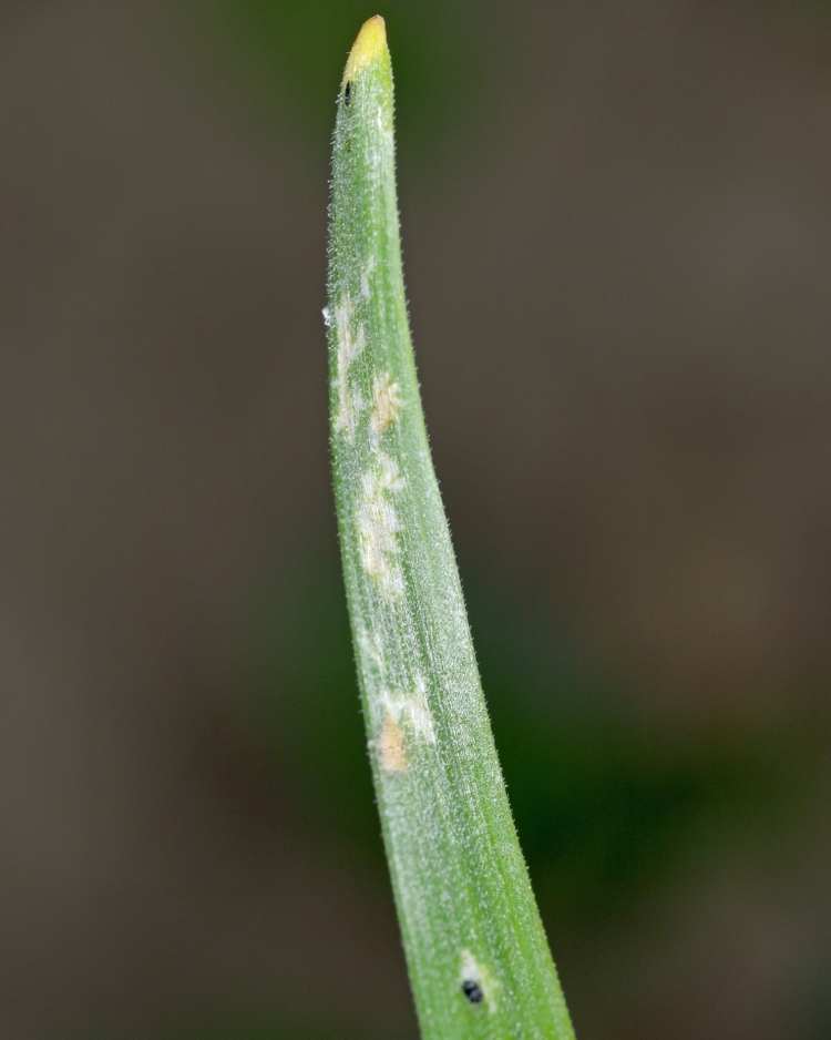 field crops