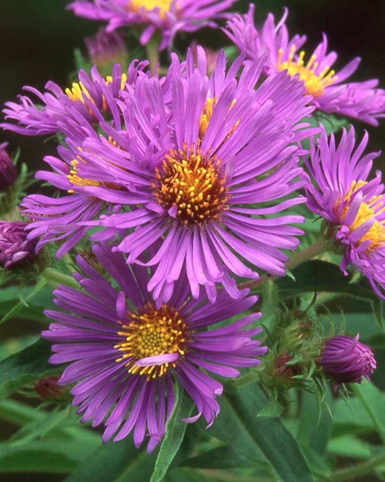 aster yellows