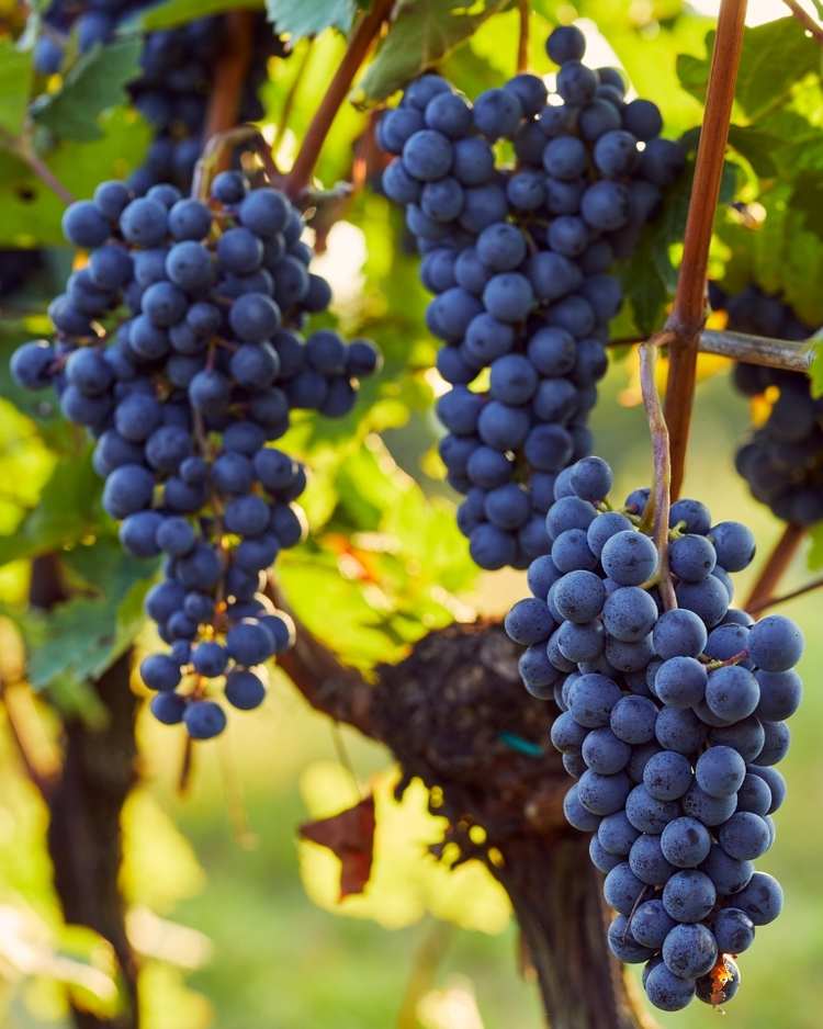 grapes leafhoppers