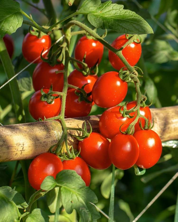 tomatoes