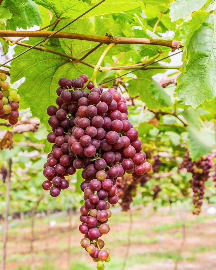 grapes