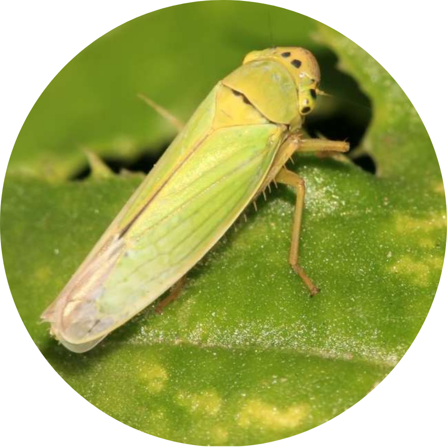 get rid of leafhoppers on plants