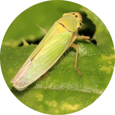 A leafhopper on a leaf