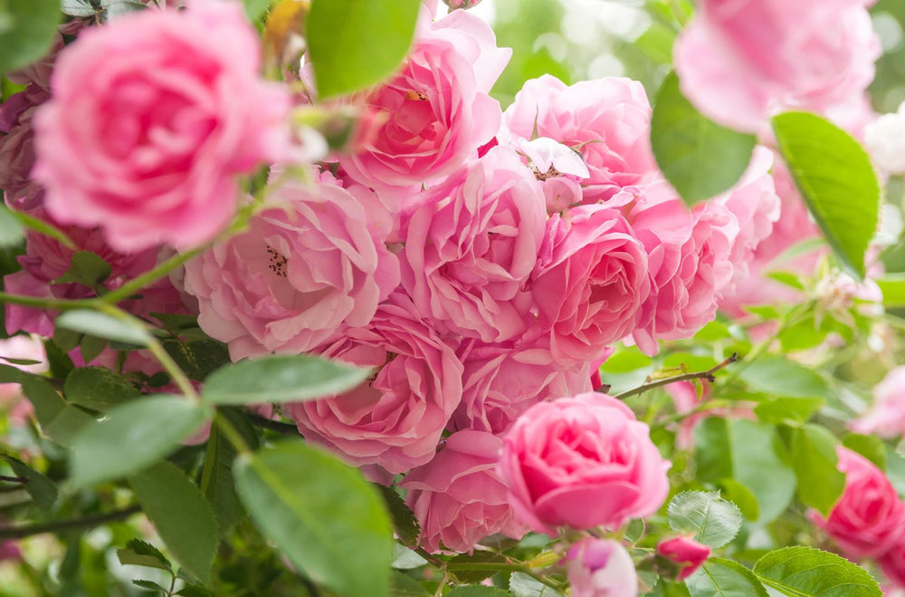 Inspecting rose foliage for a plant problem