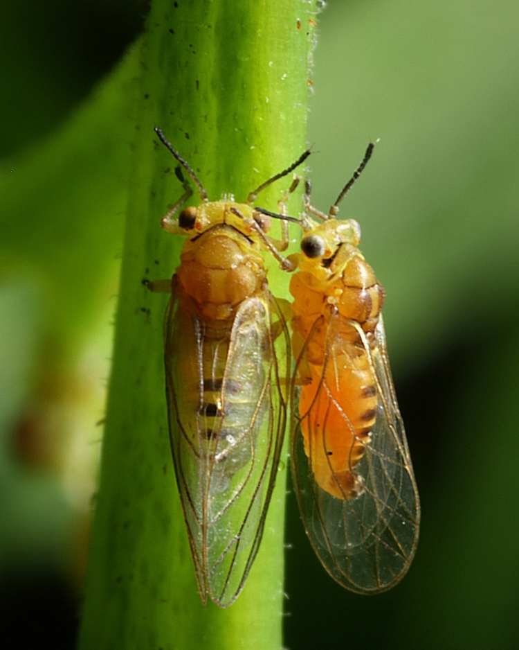 How to get rid of psyllids