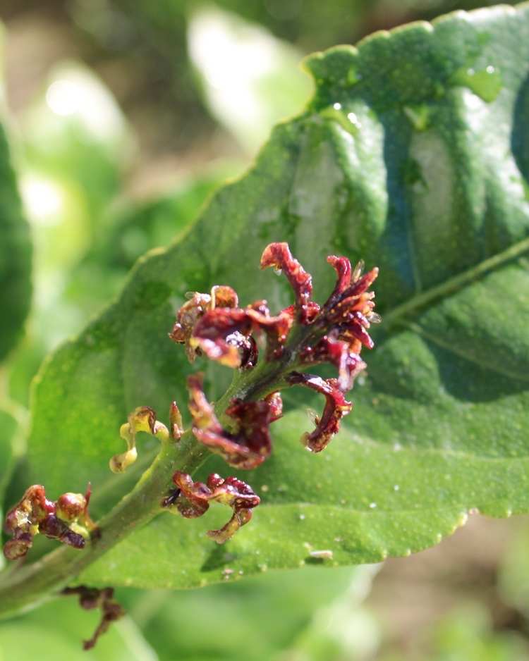 How to get rid of psyllids