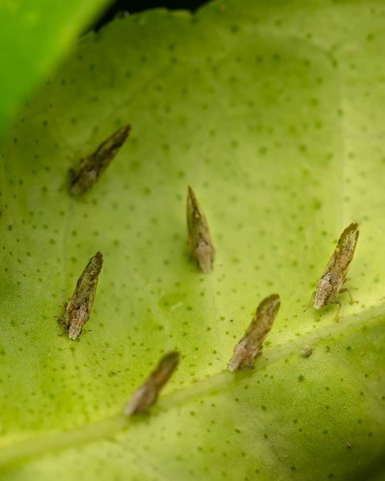 How to get rid of psyllids