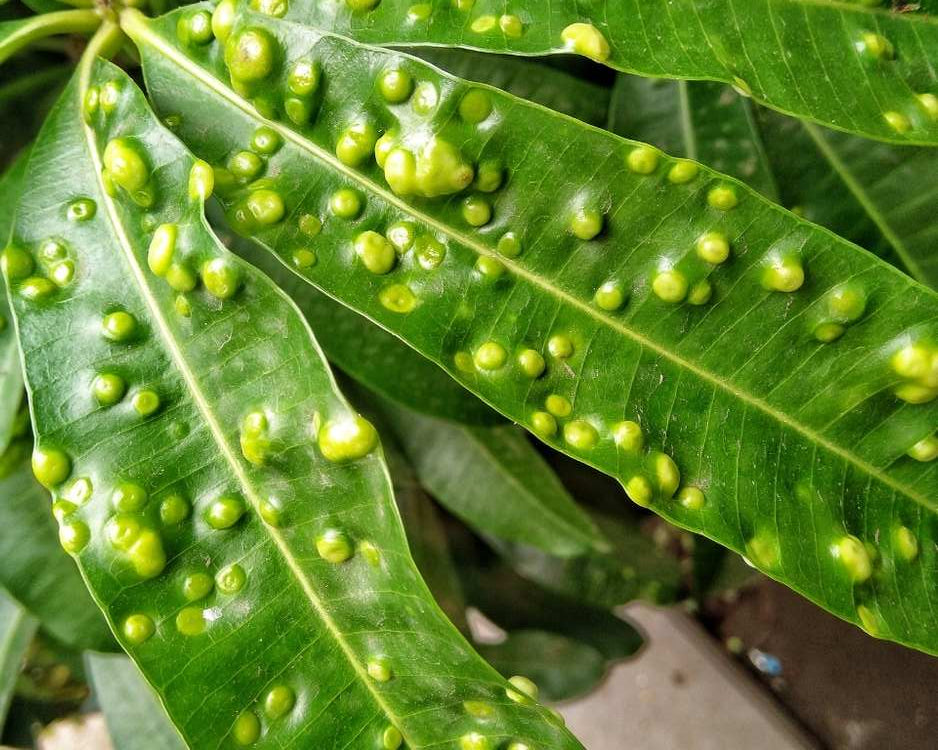 How to get rid of psyllids