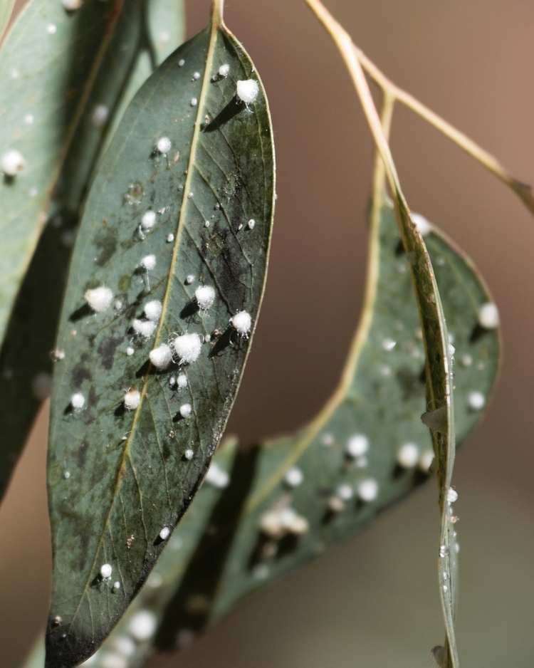 Psyllids on citrus flush