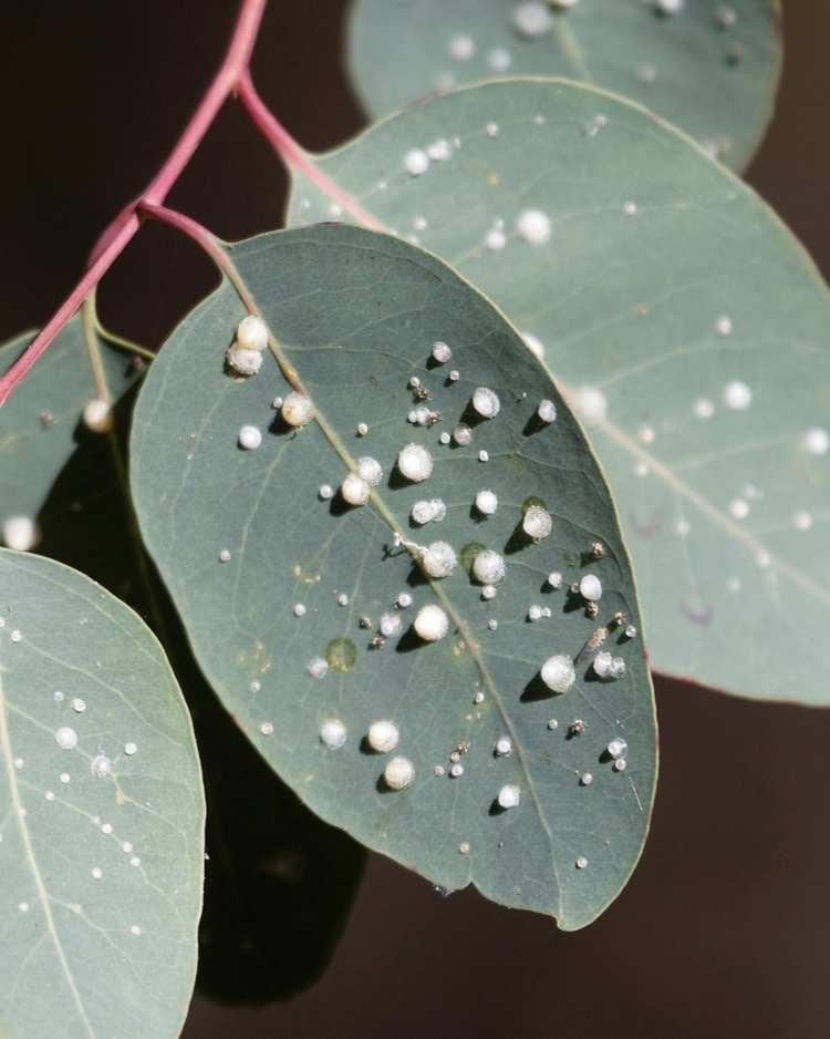 How to get rid of psyllids