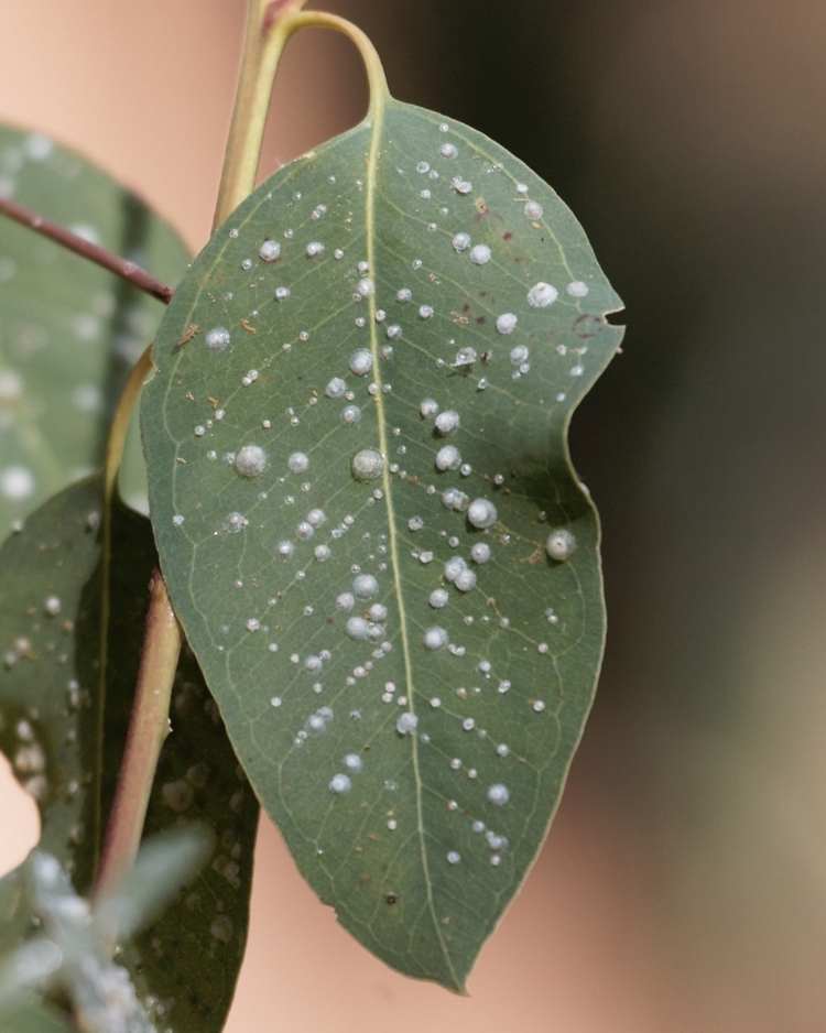 How to get rid of psyllids
