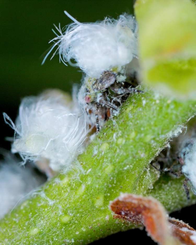 How to get rid of psyllids