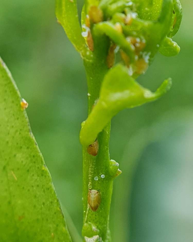 How to get rid of psyllids