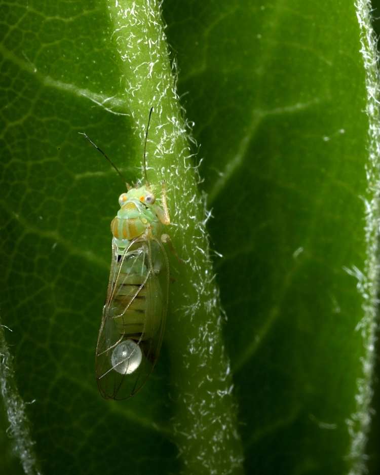 How to get rid of psyllids