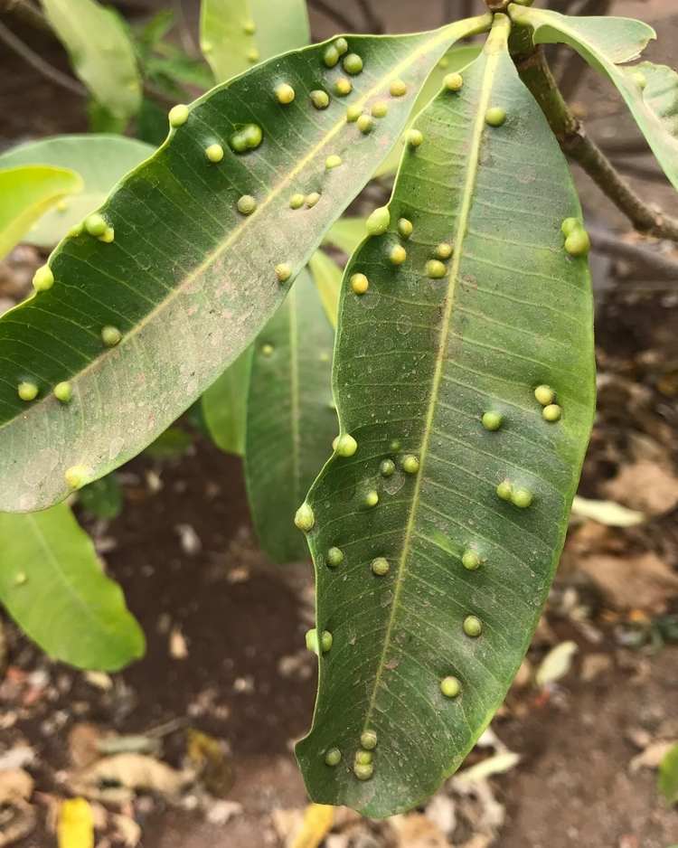 How to get rid of psyllids