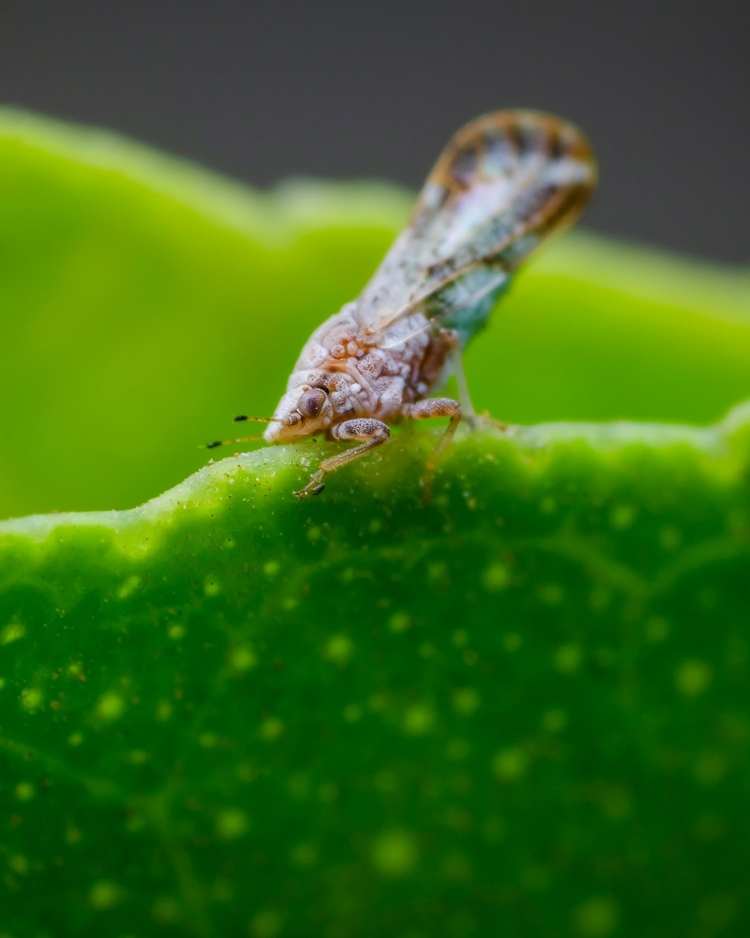 How to get rid of psyllids