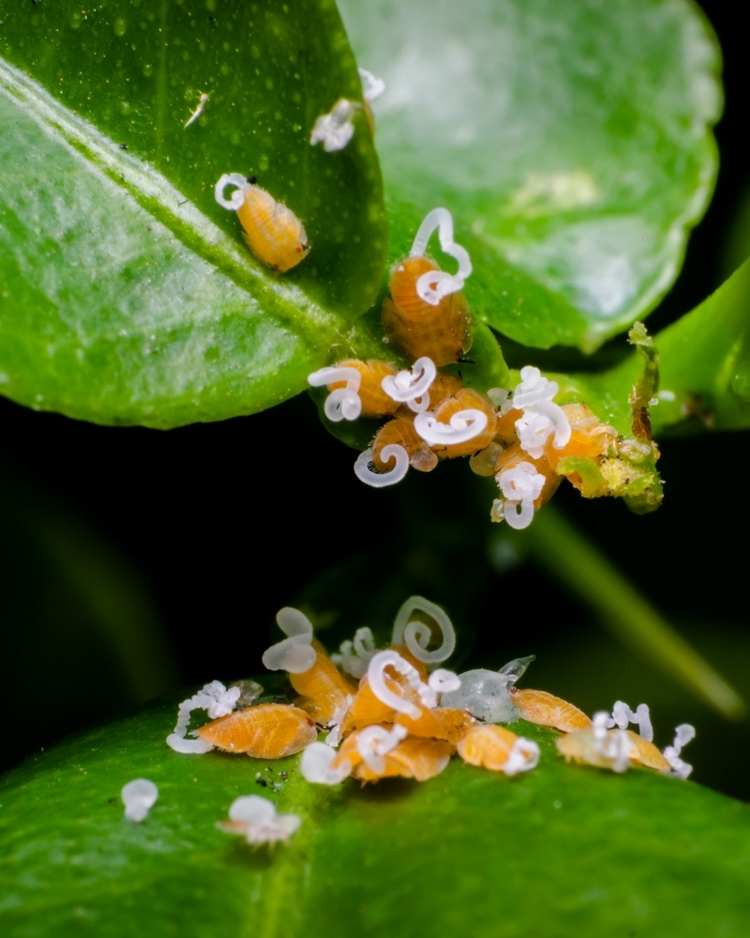 How to get rid of psyllids