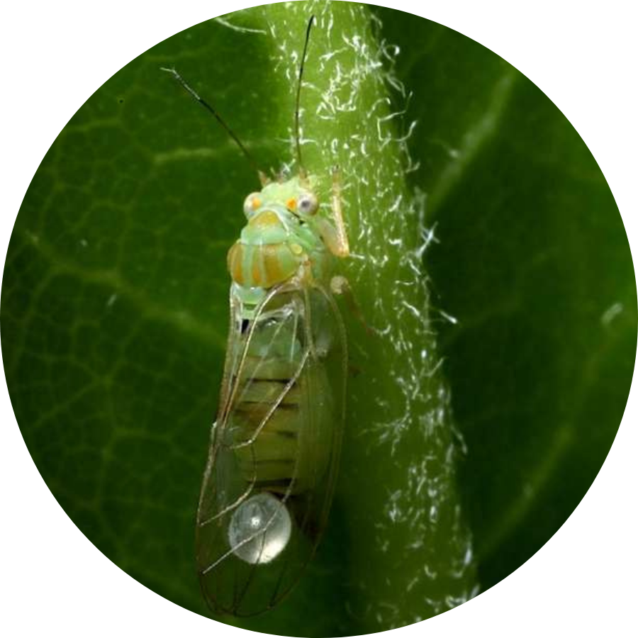 get rid of psyllids on plants