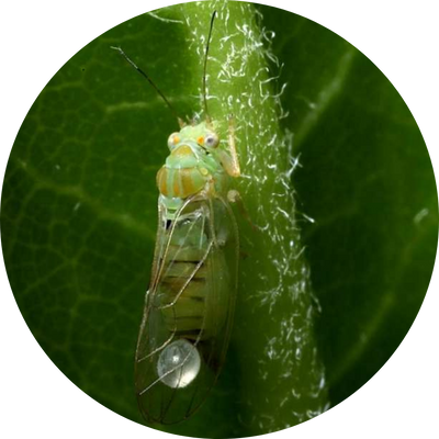 Psyllids on a leaf