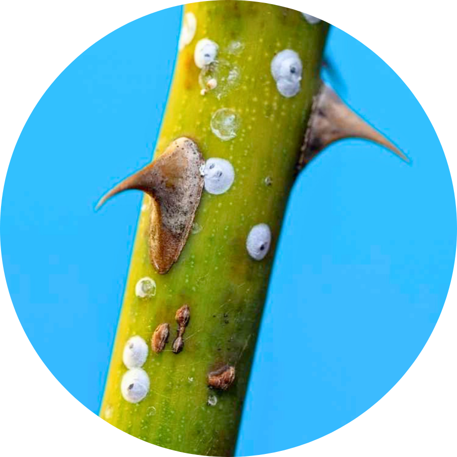 get rid of scale insects on plants