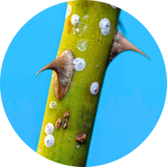 Scale insects