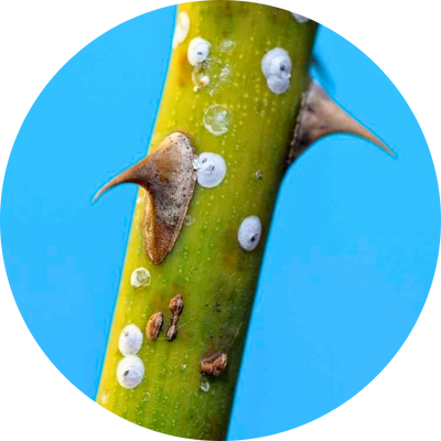 Scale insects on a plant stem