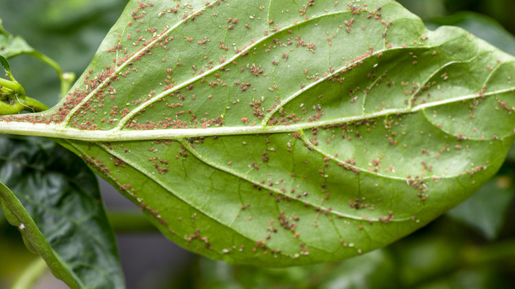 How to get rid of aphids