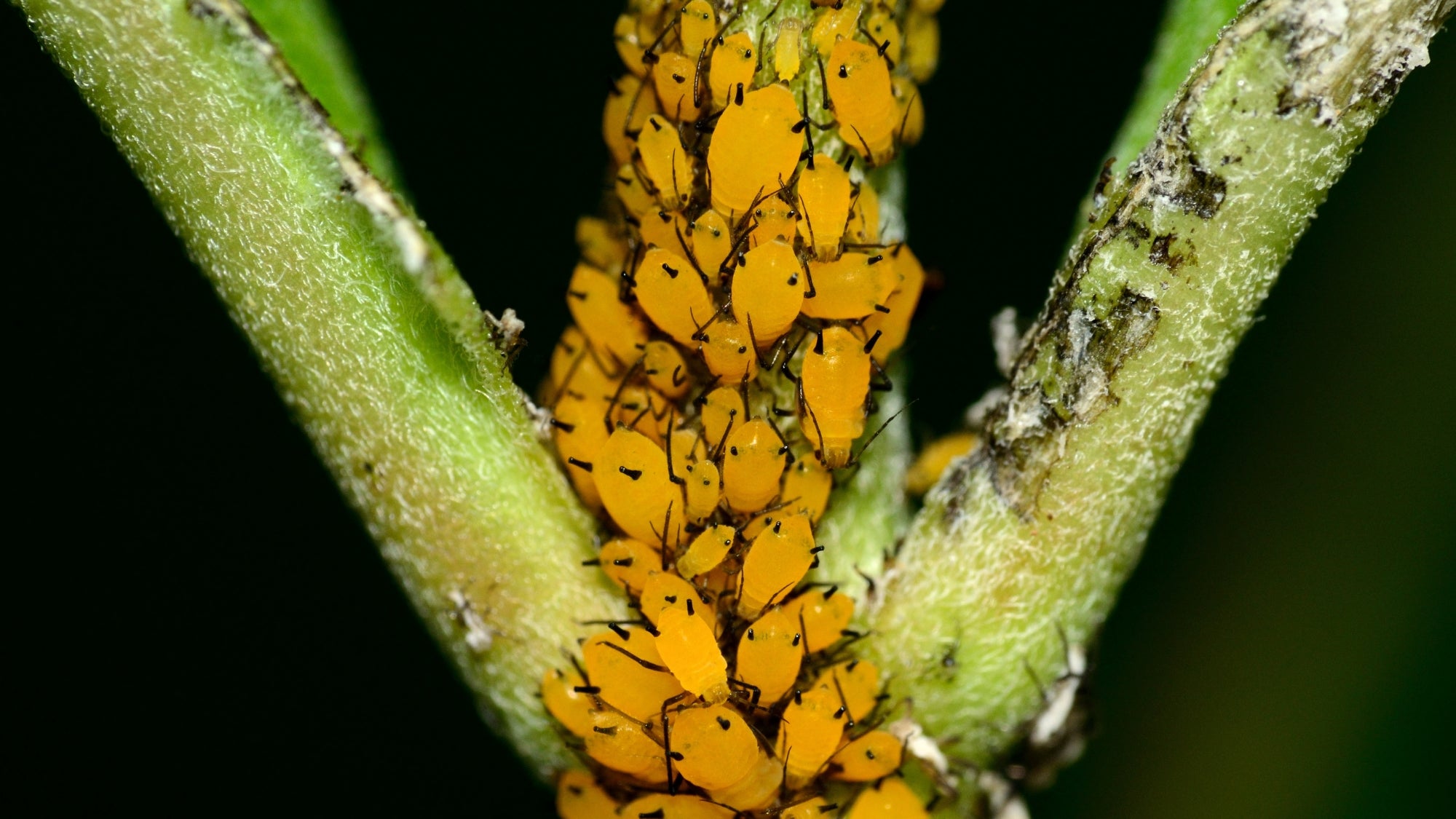 How to get rid of aphids 