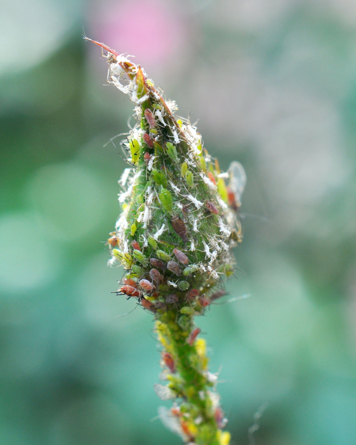 How to get rid of aphids