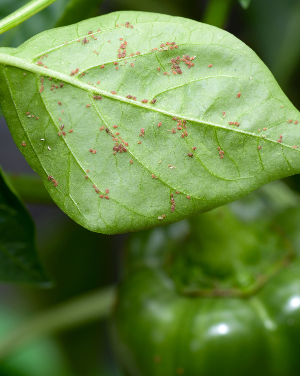 potato aphids