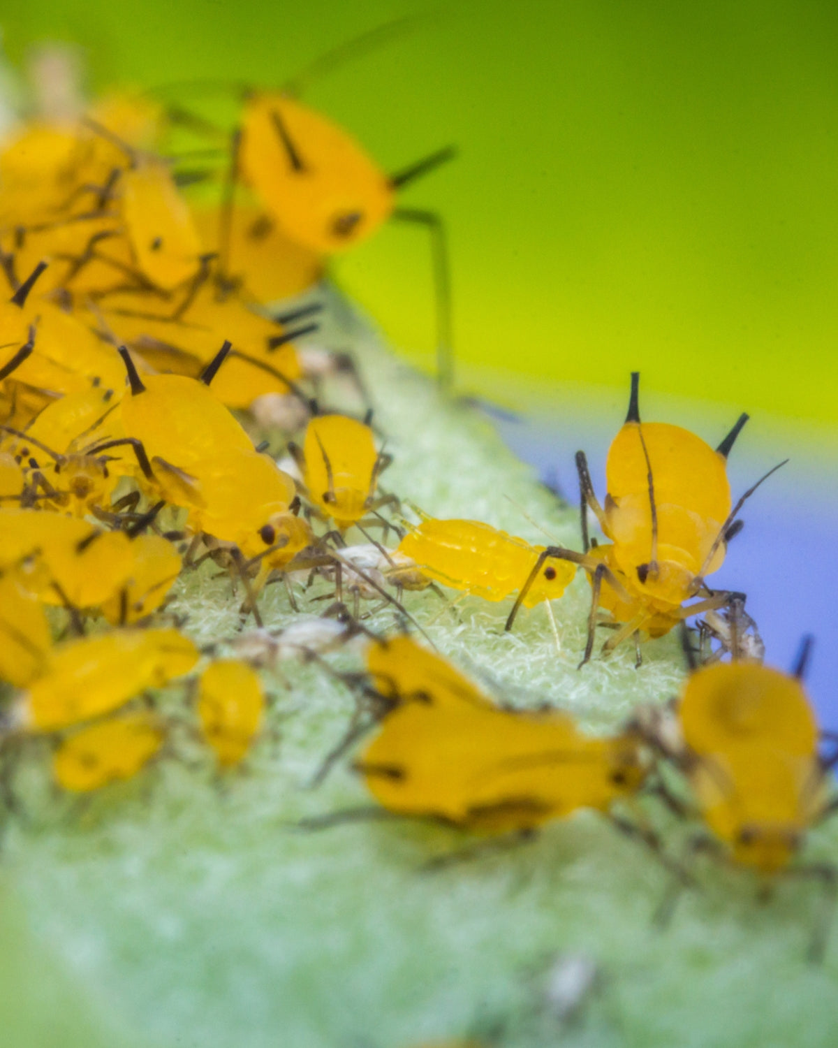 oleander aphids