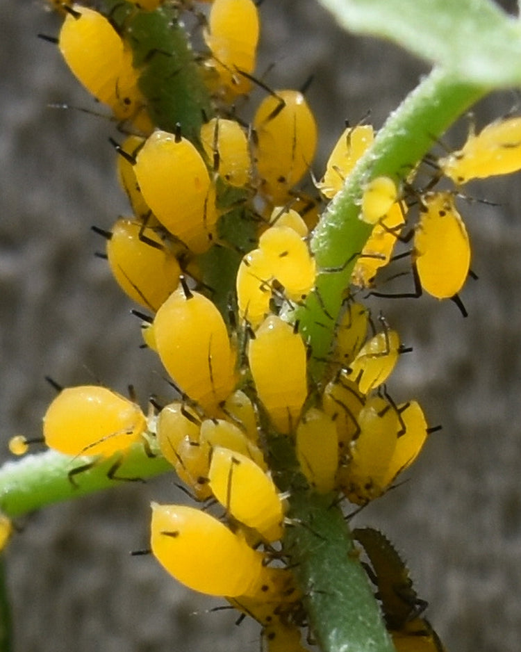 How to get rid of aphids