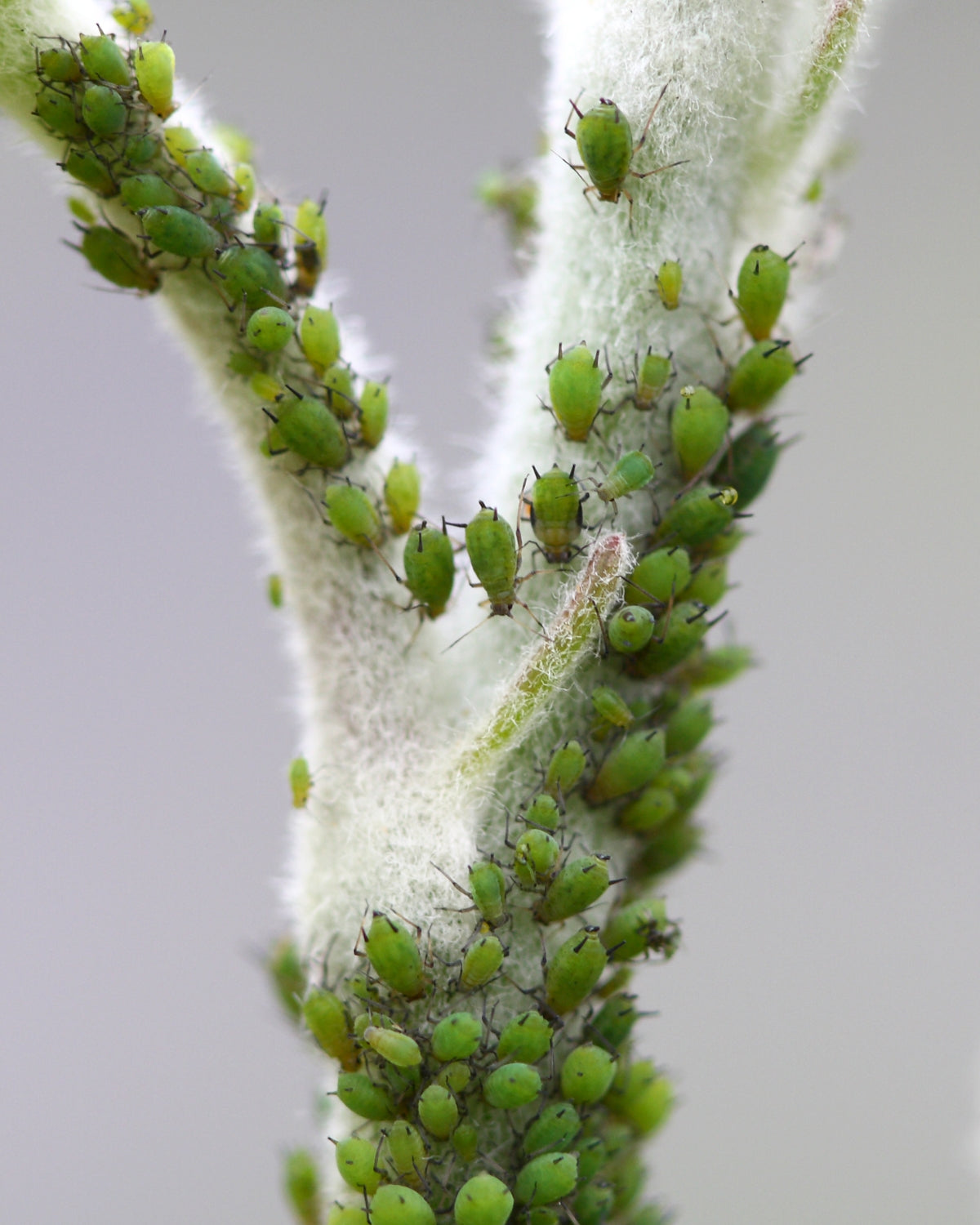 green peach aphids