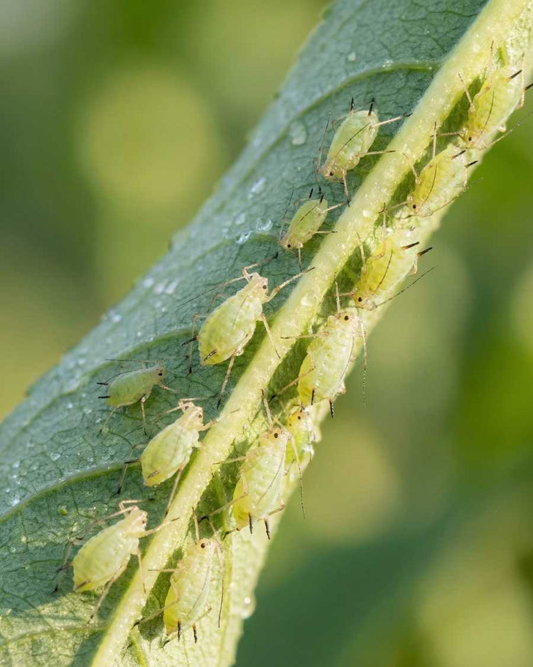 How to get rid of aphids