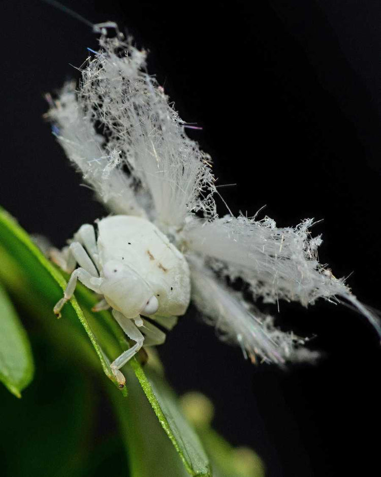 How to get rid of aphids