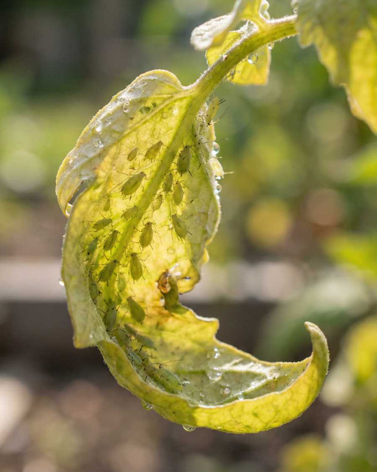 How to get rid of aphids