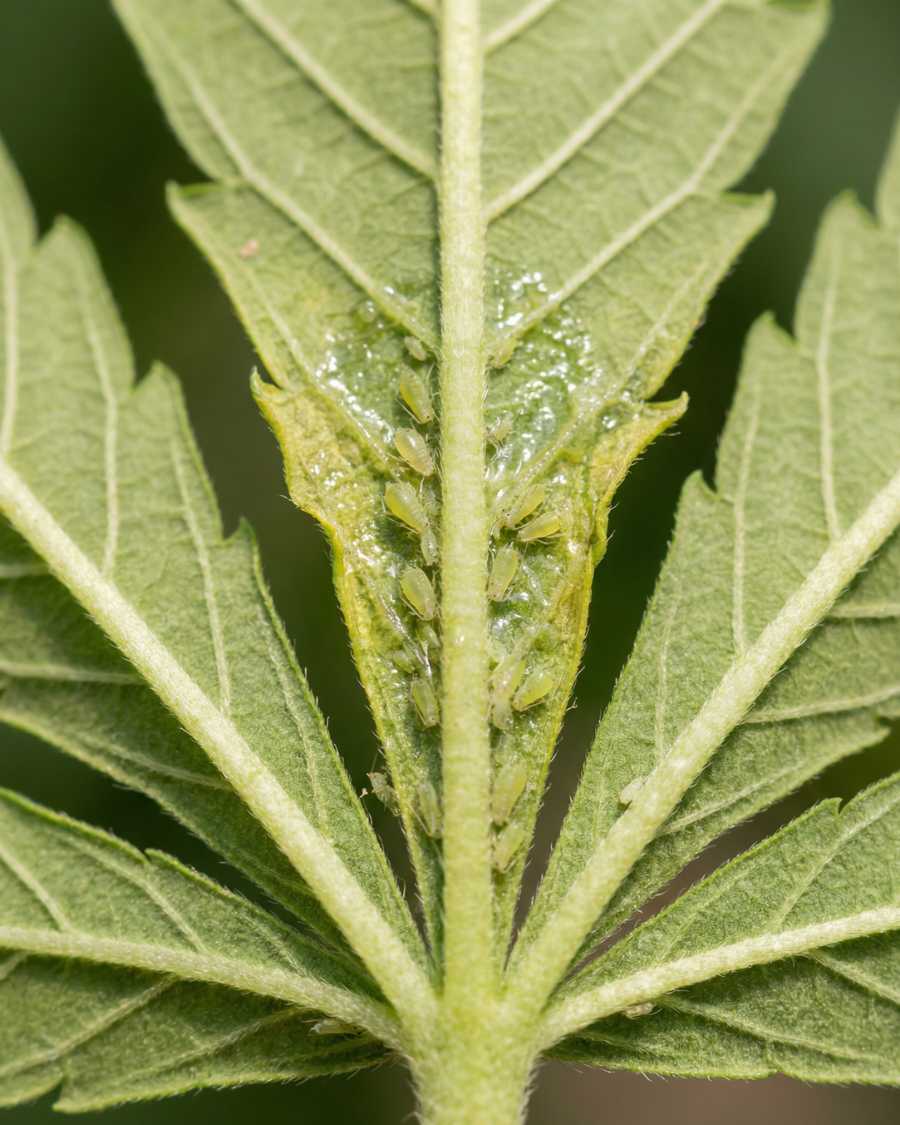 How to get rid of aphids