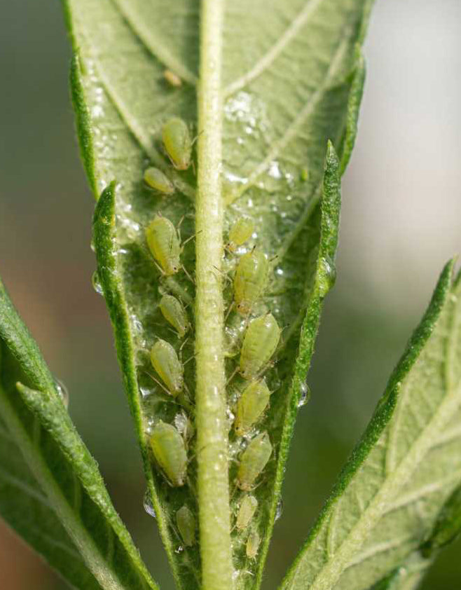 How to get rid of aphids