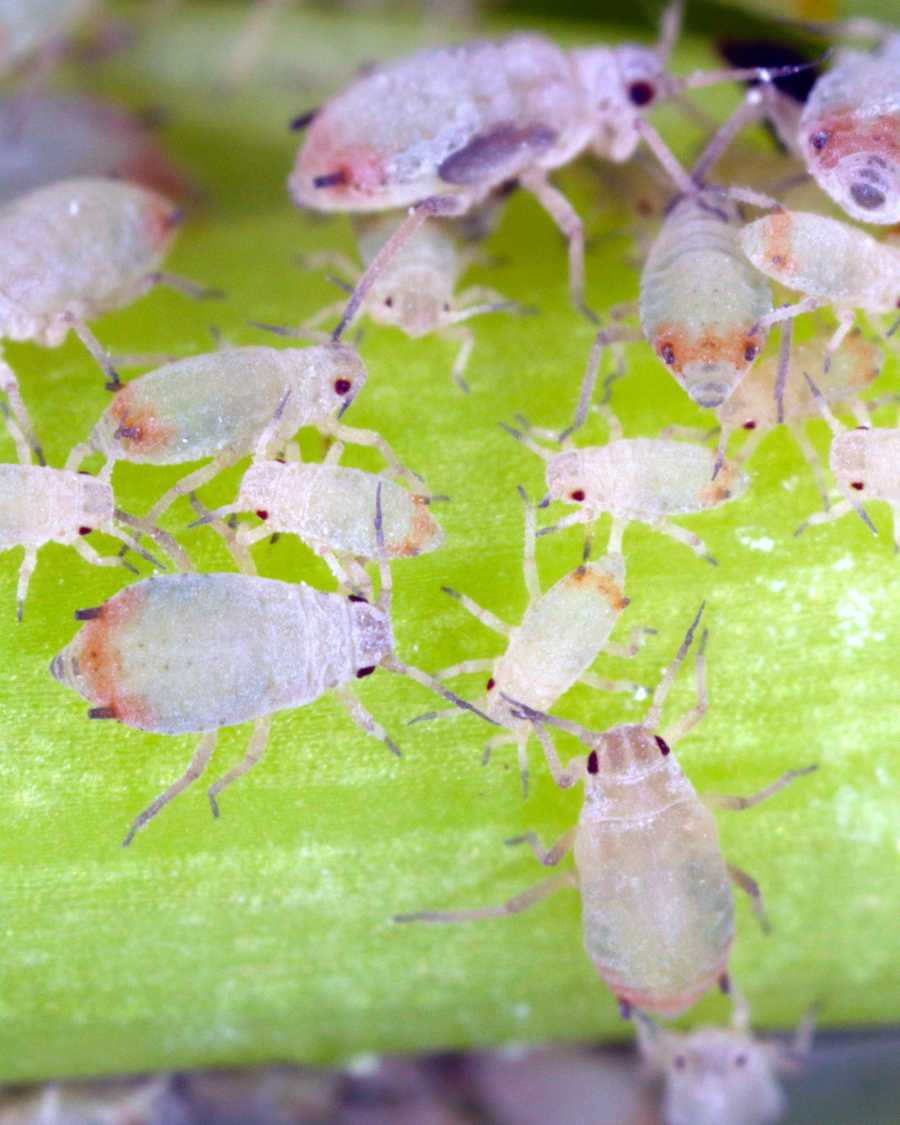 root aphids