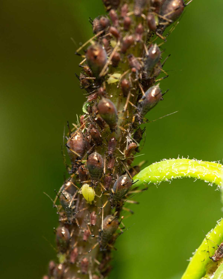 How to get rid of aphids