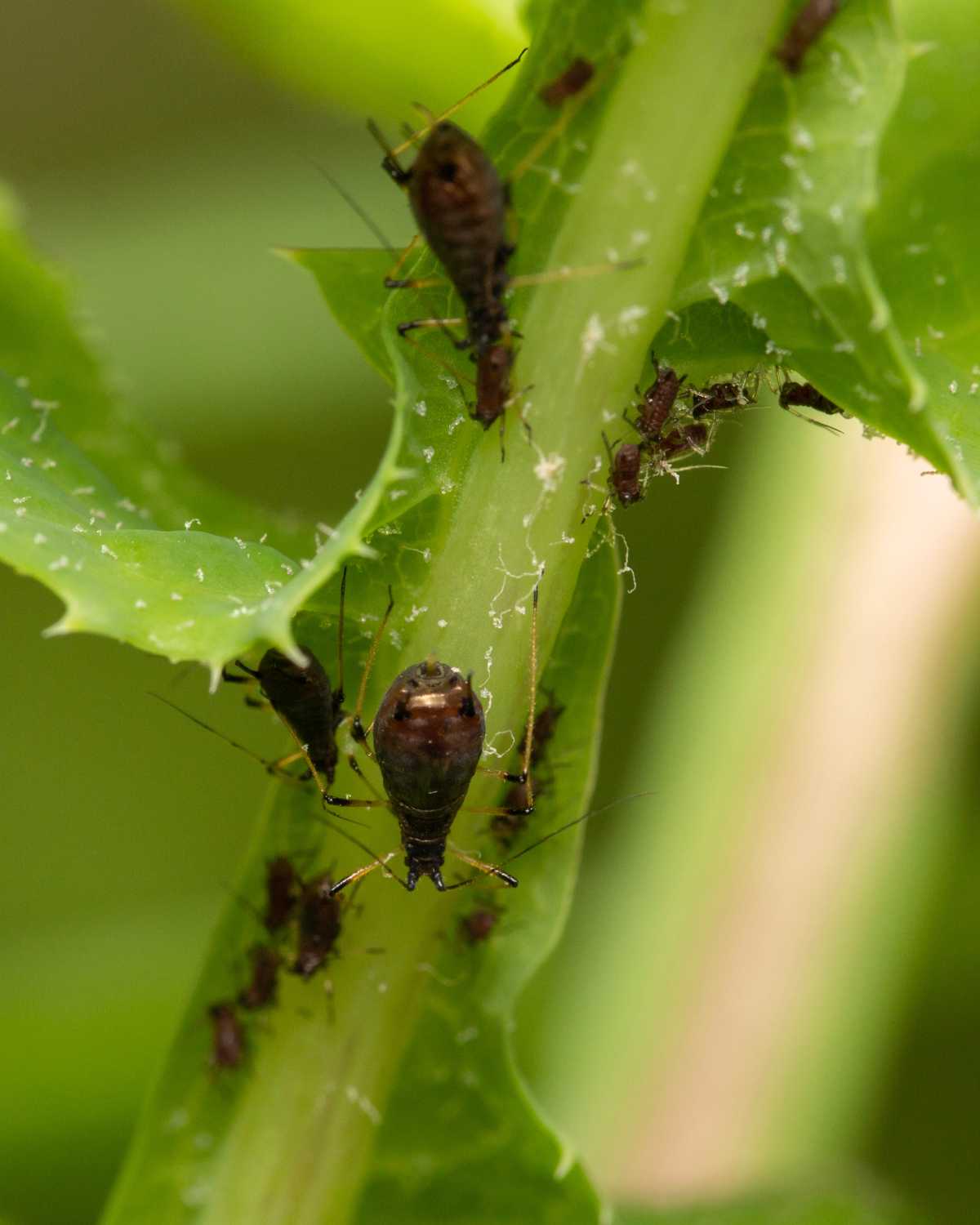 black aphids