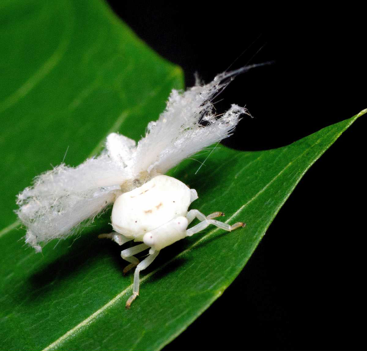 woolly aphids