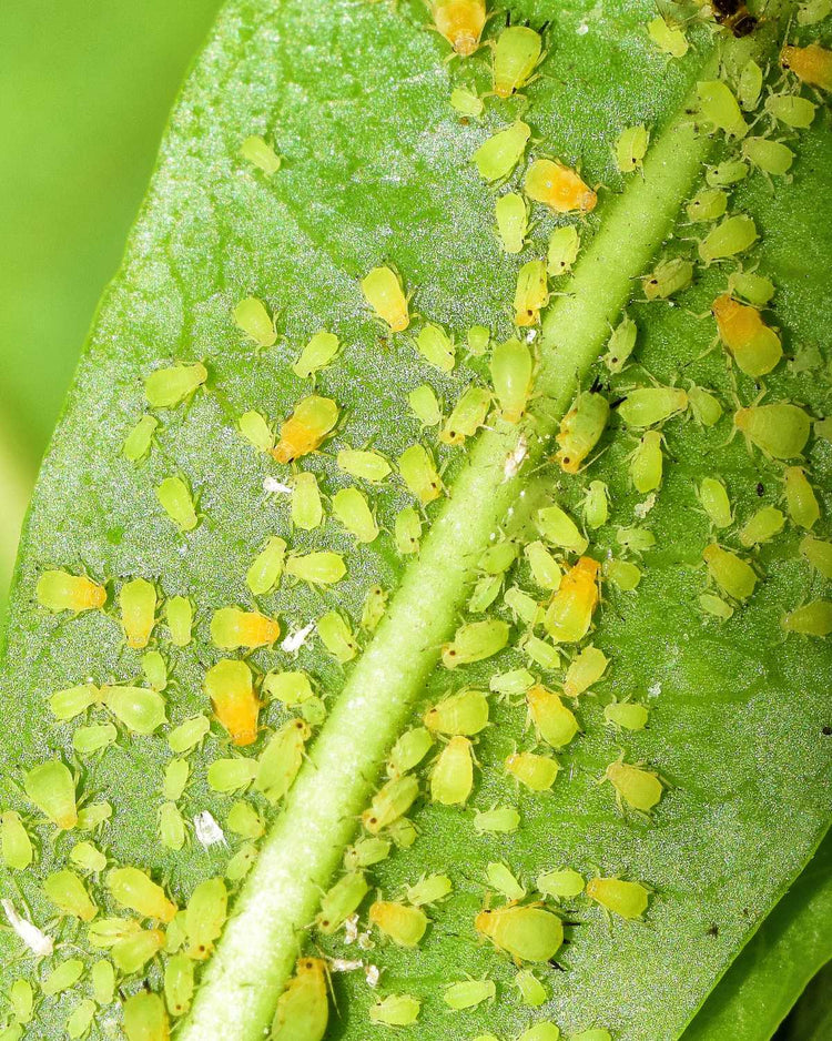 How to get rid of aphids
