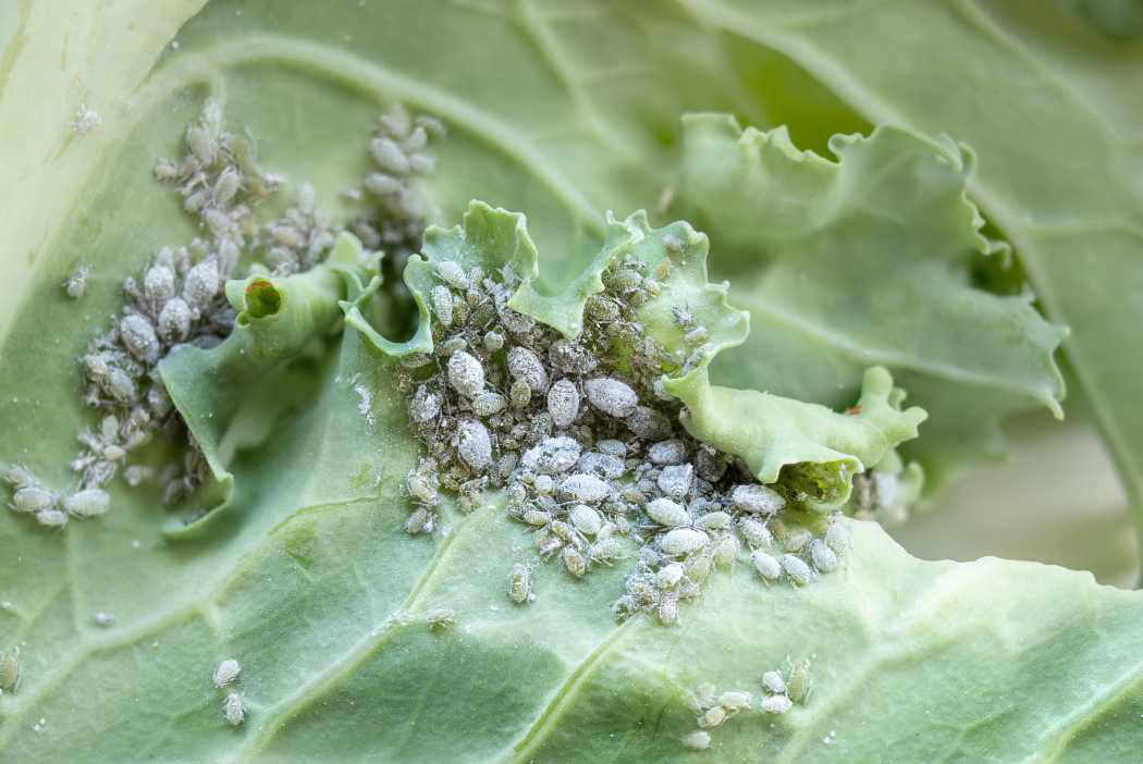 cabbage aphids