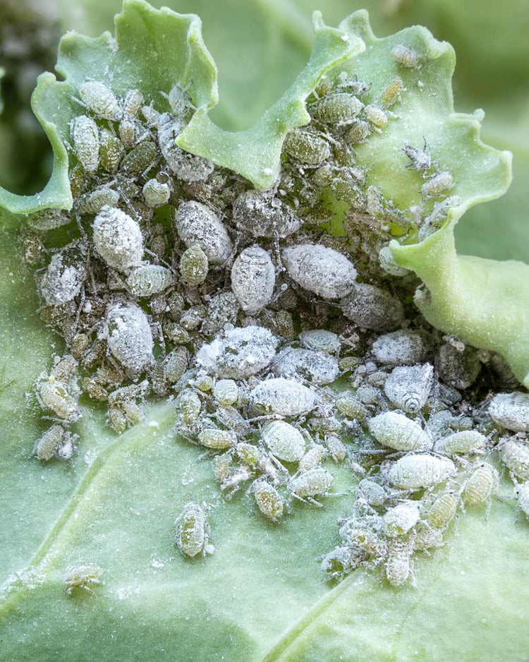 How to get rid of aphids