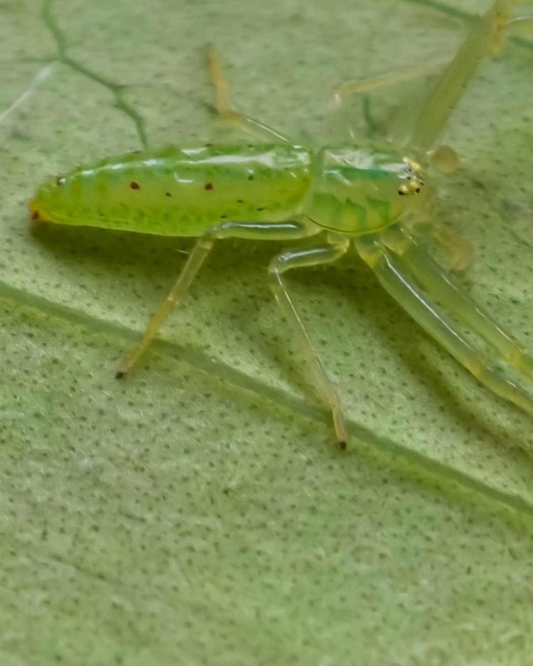 How to get rid of aphids